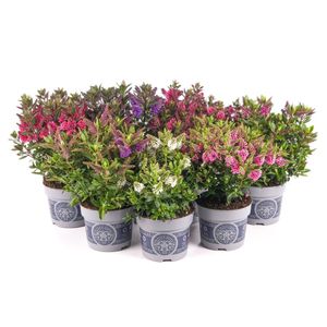 Hovedbilde Hebe andersonii All Blooms Mix