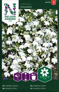 Hovedbilde Lobelia, Kant-, Snowball, hvit