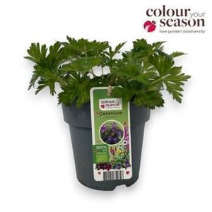 Hovedbilde Storknebb - Geranium Rozanne  - 163892