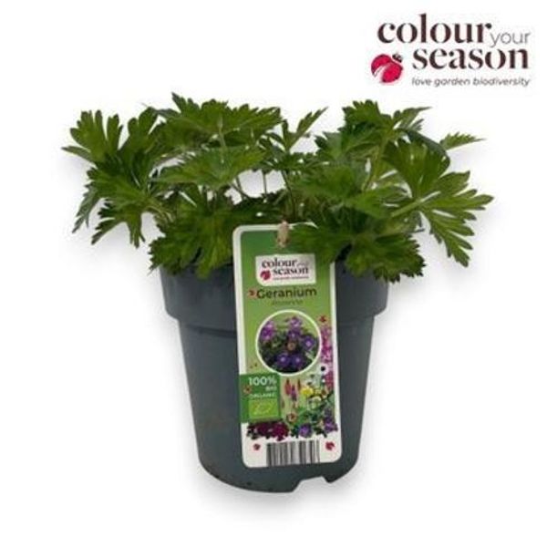 Storknebb - Geranium Rozanne  - 163892