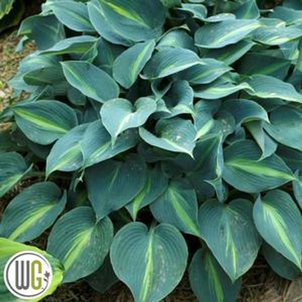 Hosta Dimond Lake