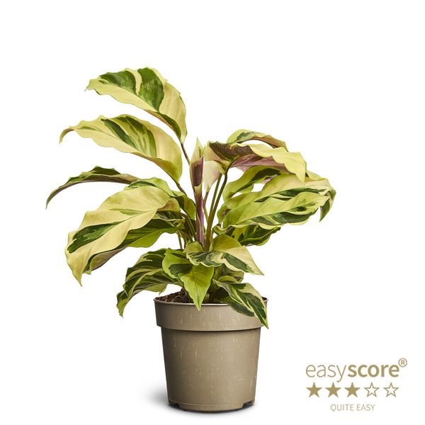 Calathea - GOEPPERTIA CONCINNA  - 156955