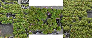 Hovedbilde Millionbells - CALIBRACHOA MILLION BELLS mixed - ...
