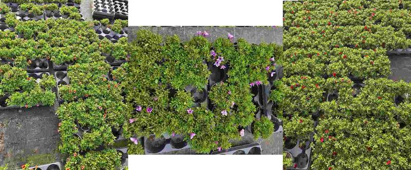 Millionbells - CALIBRACHOA MILLION BELLS mixed - 164583