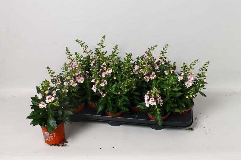 Angelonia Angelmist Pink  - 163892