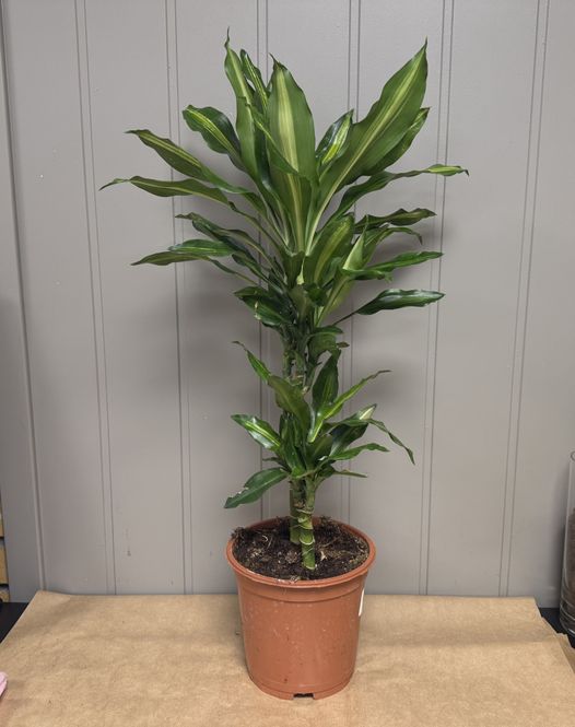 Hovedbilde Dracaena fragrans - 152839-3