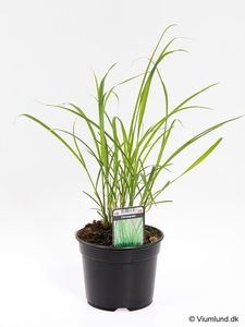 Hovedbilde Sitrongress - CYMBOPOGON CITRATUS  - 162701