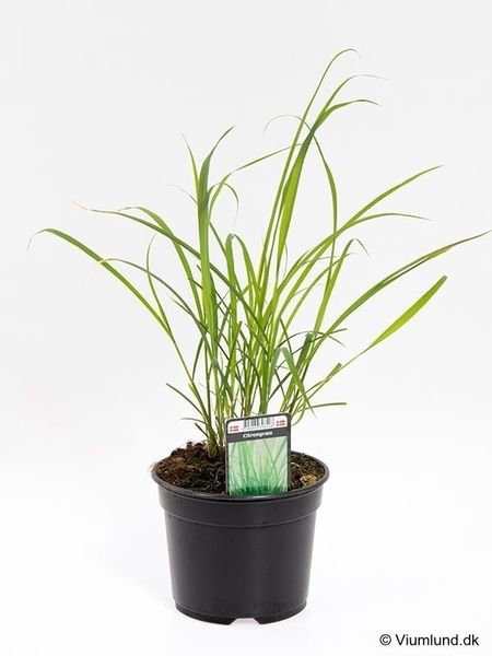 Sitrongress - CYMBOPOGON CITRATUS  - 162701