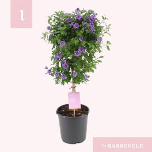 Hovedbilde Potetbusk - Solanum rant. Blue Fountain  - 161653