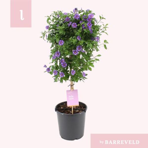 Potetbusk - Solanum rant. Blue Fountain  - 161653