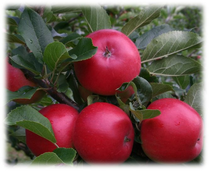 Hovedbilde Malus domestica 'Rød Sävstaholm' MM111 3gr.+topp ...