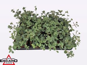 Hovedbilde Bergmynte - Sedum Sieboldii  - 165583