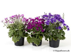 Hovedbilde Senetti - PERICALLIS-HYBRID 'SENETTI' - 164595