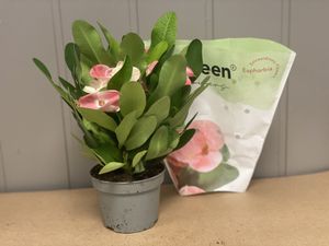 Hovedbilde Kristi tornkrone - euphorbia mili