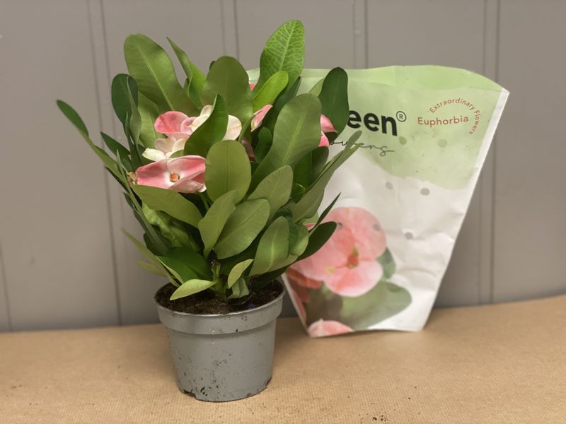 Kristi tornkrone - euphorbia mili