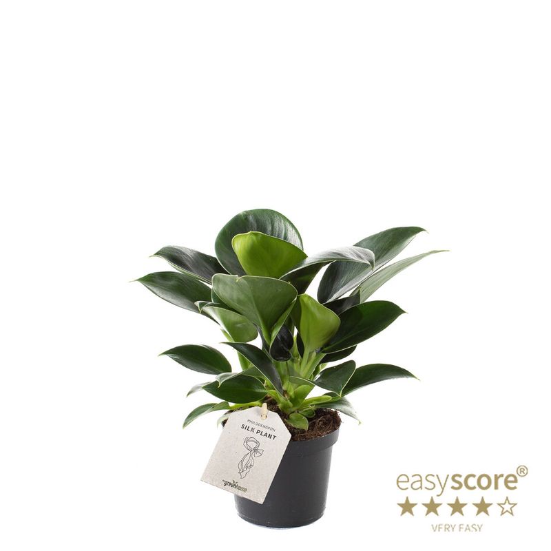 PHILODENDRON ERUBESCENS  - 1190128