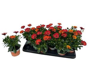 Hovedbilde Spansk Margeritt - Osteospermum  - 161653