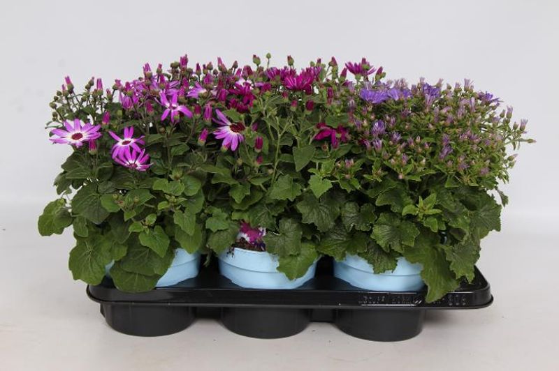 Senetti - Senecio Cruentus Senetti mix  - 161653