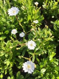 Hovedbilde Silene Starry Dreams D10