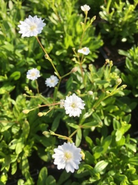 Silene Starry Dreams D10