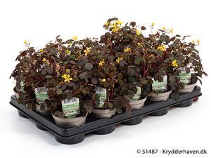 Hovedbilde G&oslash;kesyre - OXALIS VULCANICOLA  - 163882
