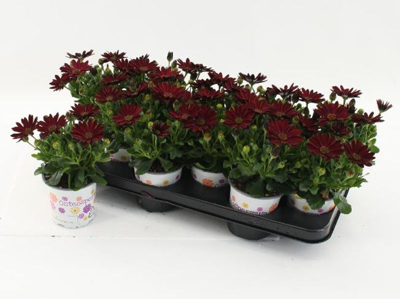 Spansk margeritt - Osteospermum ecklonis Dalina Red Dark  - 164850