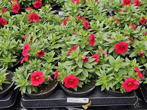 Hovedbilde Millionbells - CALIBRACHOA CALIPETIT Red - 162096