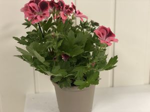Hovedbilde Pelargonium Engelsk Prinser