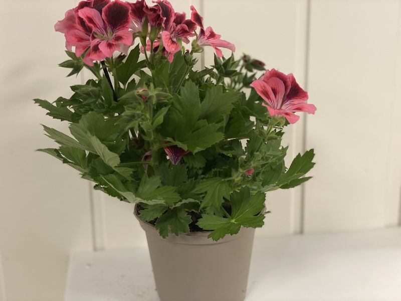 Pelargonium Engelsk Prinser